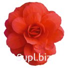 Бегония (Begonia tuberhybrida ). Illumination. Rose