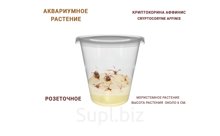 АКВАРИУМНОЕ РАСТЕНИЕ (РОЗЕТОЧНОЕ) КРИПТОКОРИНА АФФИНИС (CRYPTOCORYNE AFFINIS)