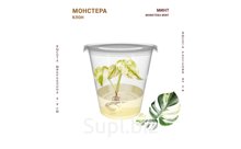 МОНСТЕРА МИНТ (MONSTERA MINT)