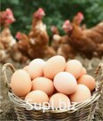 Куриное яйцо домашнее