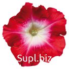 петуния (Petunia hybrida ). Celebrity . Red Morn