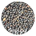 Семена вика озимая