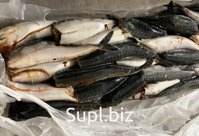 Скумбрия