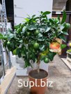 Лайм Рангпур - Citrus aurantiifolia Rangpur D22 H80