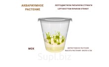 АКВАРИУМНОЕ РАСТЕНИЕ (МОХ) ЛЕПТОДИКТИУМ РИПАРИУМ СТРИНГИ (LEPTODICTYUM RIPARIUM STRINGY)