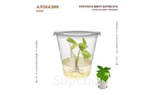 АЛОКАЗИЯ КУКУЛАТА МИНТ (ALOCASIA CUCULLATA MINT VARIEGATA)