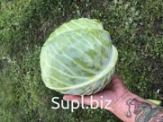 Капуста белокочанная