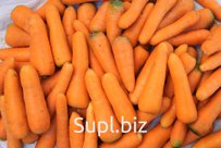морковь свежая
