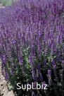 Сальвия (Salvia x superba ). Queen. Dwarf Blue