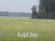 семена ячменя Вакула