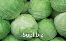 Капуста белокочанная свежая