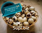 Домашнее перепелиное мясо, перепелиные яйца