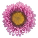 Астра (Callistephus chinensis ). Fan. Pink