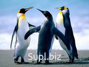 Форель 2+ с икрой (живая, охлажденная)