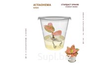 АГЛАОНЕМА СТАРДАСТ ОРАНЖ (STARDUST ORANGE)