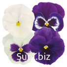 Виола (Viola wittrockiana ). Inspire® Plus . Blueberry Pie Mix