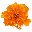 Бархатцы (Tagetes patula ). Super Hero . Orange