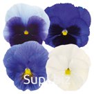 Виола (Viola wittrockiana ). Inspire® Plus . Summer Skies Mix