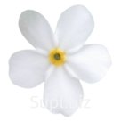 Незабудка (Myosotis sylvatica ). Bellamy    . White