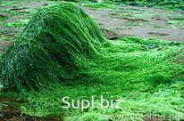 Источник получения пищевого и кормового белка и других ценных соединений (углеводов, липидов, витаминов). Высокий процент белка -70% . Богатейший источник вита…