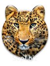 Значок светоотражающий 3D (&amp;quot;Леопард&amp;quot; А461)