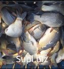 Живая прудовая рыба (Карп, толстолобик)