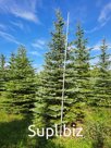 Ель голубая колючая «Глаука» до 4м