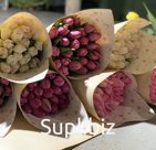 Тюльпаны на луковицах