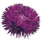 Астра (Callistephus chinensis ). Gala . Purple