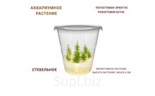 АКВАРИУМНОЕ РАСТЕНИЕ (СТЕБЕЛЬНОЕ) ПОГОСТЕМОН ЭРЕКТУС (POGOSTEMON ERECTUS)