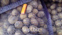 Картофель продовольственный сорт Гала