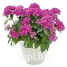 Пентас (Pentas lanceolata ). Graffiti® 20/20 . Lavender Pink
