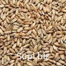 Солод Ржаной неферментированный