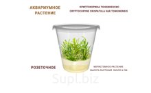 АКВАРИУМНОЕ РАСТЕНИЕ (РОЗЕТОЧНОЕ) КРИПТОКОРИНА ТОНКИНЕНСИС (CRYPTOCORYNE CRISPATULA VAR.TONKINENSIS)