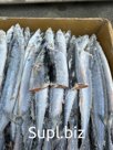 Сайра тихоокеанская не разделанная