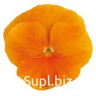 Виола (Viola wittrockiana ). Inspire® Plus. Orange