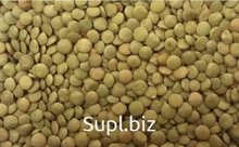 Чечевица зеленая