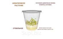 АКВАРИУМНОЕ РАСТЕНИЕ (СТЕБЕЛЬНОЕ) ГИГРОФИЛА ДЕМОРФНАЯ СИНЕМА (HYGROPHILA DIFFORMIS)