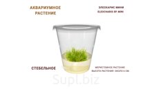 АКВАРИУМНОЕ РАСТЕНИЕ (СТЕБЕЛЬНОЕ) ЭЛЕОХАРИС МИНИ (ELEOCHARIS SP. MINI)