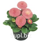 Маргари́тка (Bellis perennis ). Tasso. Pink