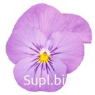 Виола (Viola cornuta ). Admire. Pink