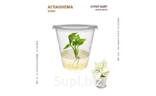 АГЛАОНЕМА СУПЕР ВАЙТ (SUPER WHITE)