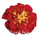 Бархатцы (Tagetes patula ). Safari   IMPROVED. Red