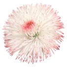 Маргари́тка (Bellis perennis ). Habanera. Rose