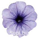 петуния (Petunia hybrida ). Celebrity . Blue Ice