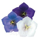 Колокольчик карпатский  (Campanula carpatica ). Clips . Mix