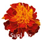 Бархатцы (Tagetes patula ). Super Hero. Harmony
