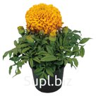 Бархатцы (Tagetes erecta ). Discovery . Orange