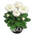 Маргари́тка (Bellis perennis ). Roggli . White