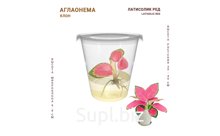 АГЛАОНЕМА ЛАТИСОЛИК РЕД (LATISOLIC RED)